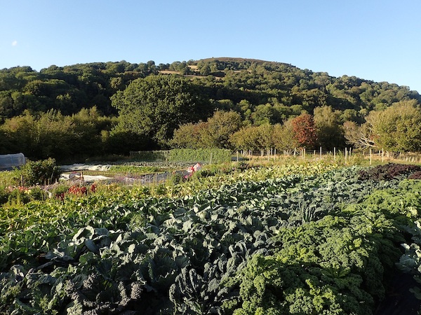 Fforest Barn veg garden